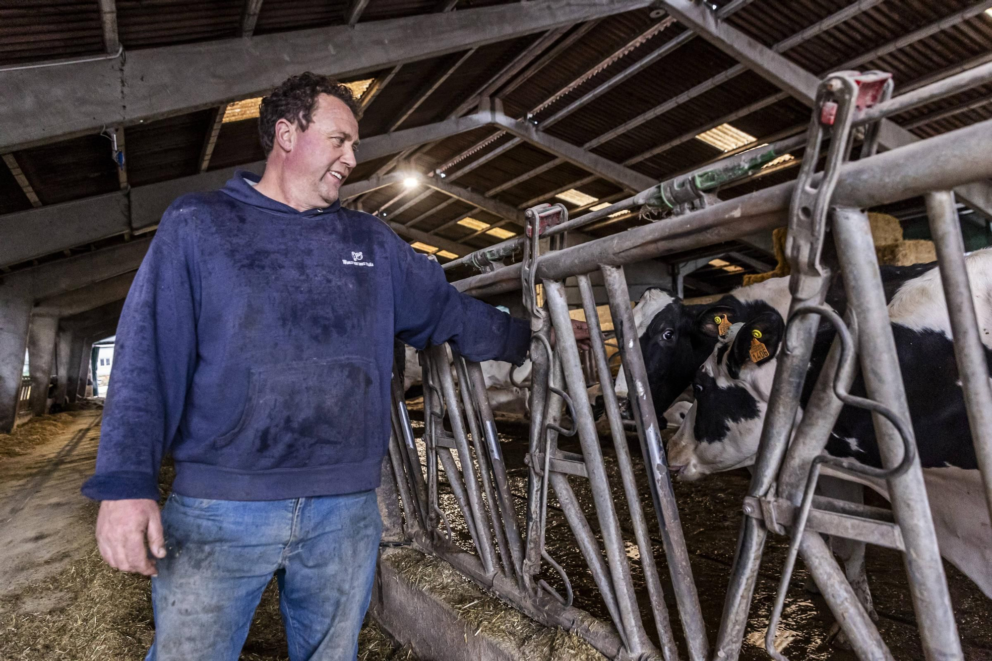 En imágenes | Un viaje por el drama de las vacas de Tineo