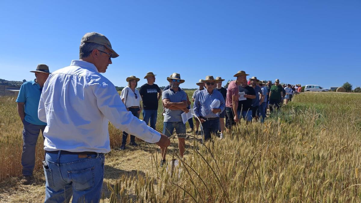 FOTOS | El campo experimental de cereales y forrajes en Maria, en imágenes