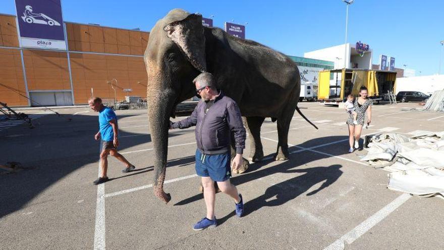 Una sentencia obliga a Zaragoza a permitir los circos con animales