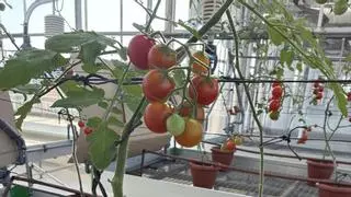 Del mar a la mesa: la UA obtiene de restos de posidonia un sustrato que mejora el sabor y el aroma del tomate