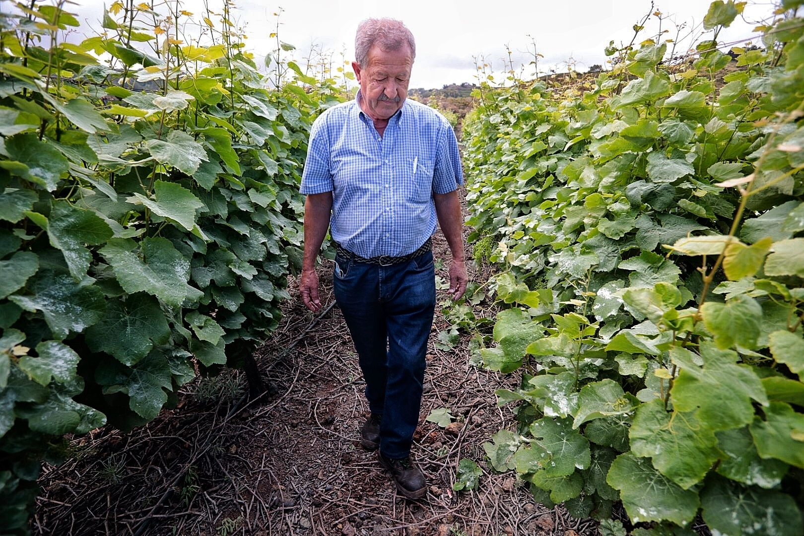 Sector vitivinícola. Bodegas Marba