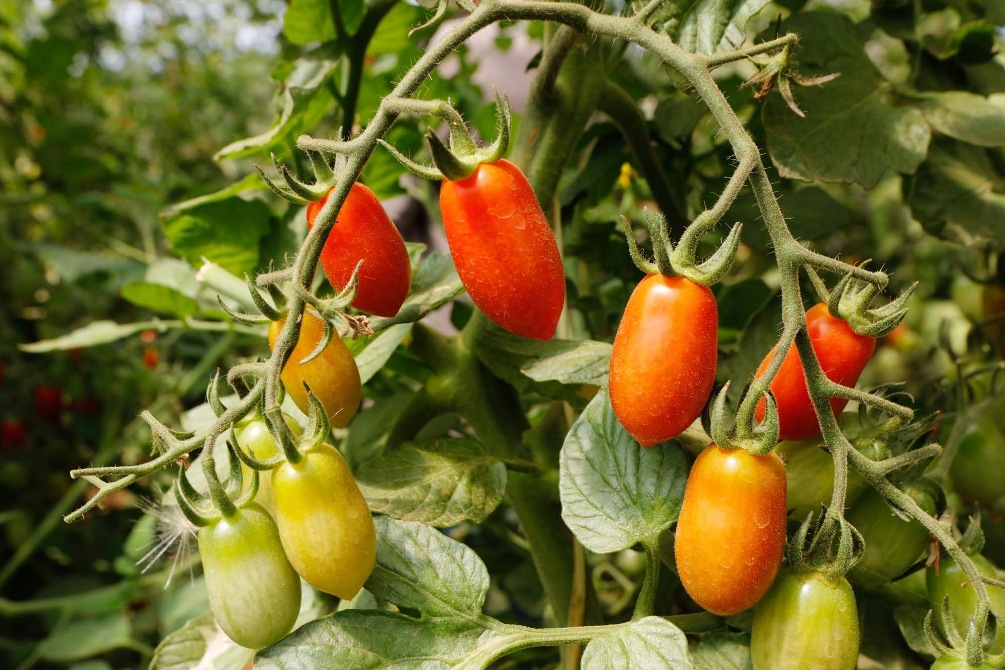 Visita guiada a la finca hortícola de Can Pol en Ibiza