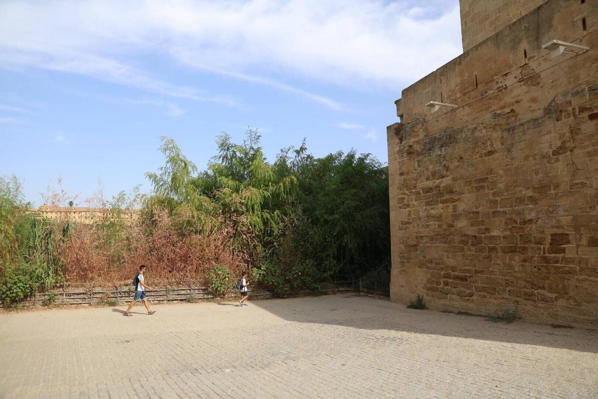 La vegetación toma el Puente Romano
