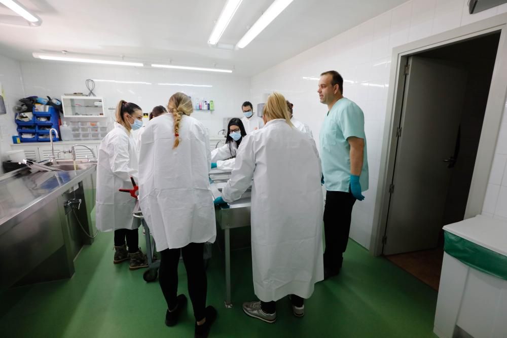 Siete mujeres y un hombre comenzaron la formación ayer y sorprendieron al experto por su «tranquilidad» y «naturalidad» a la hora de trabajar con cuerpos sin vida por primera vez