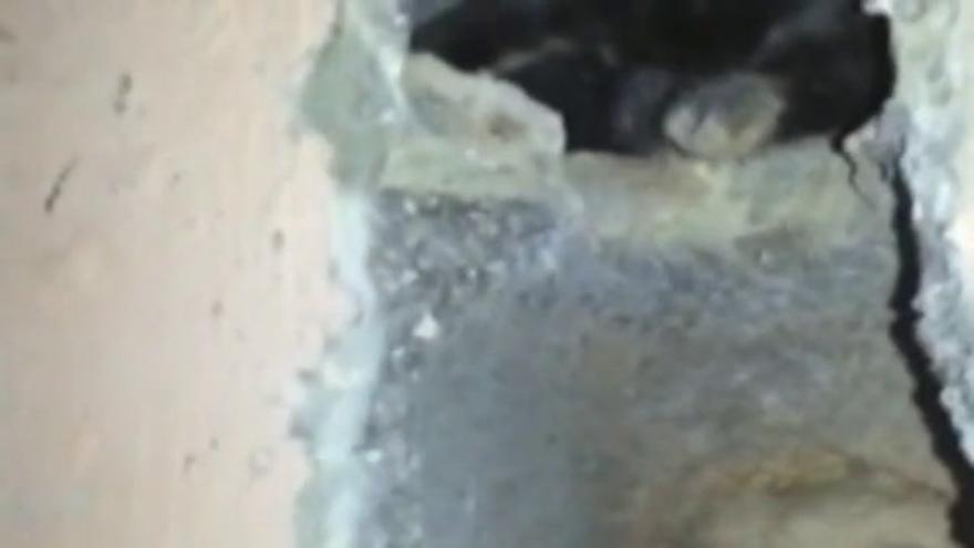 Vídeo / Rescatan a un gato que llevaba un día entero atrapado detrás de una pared