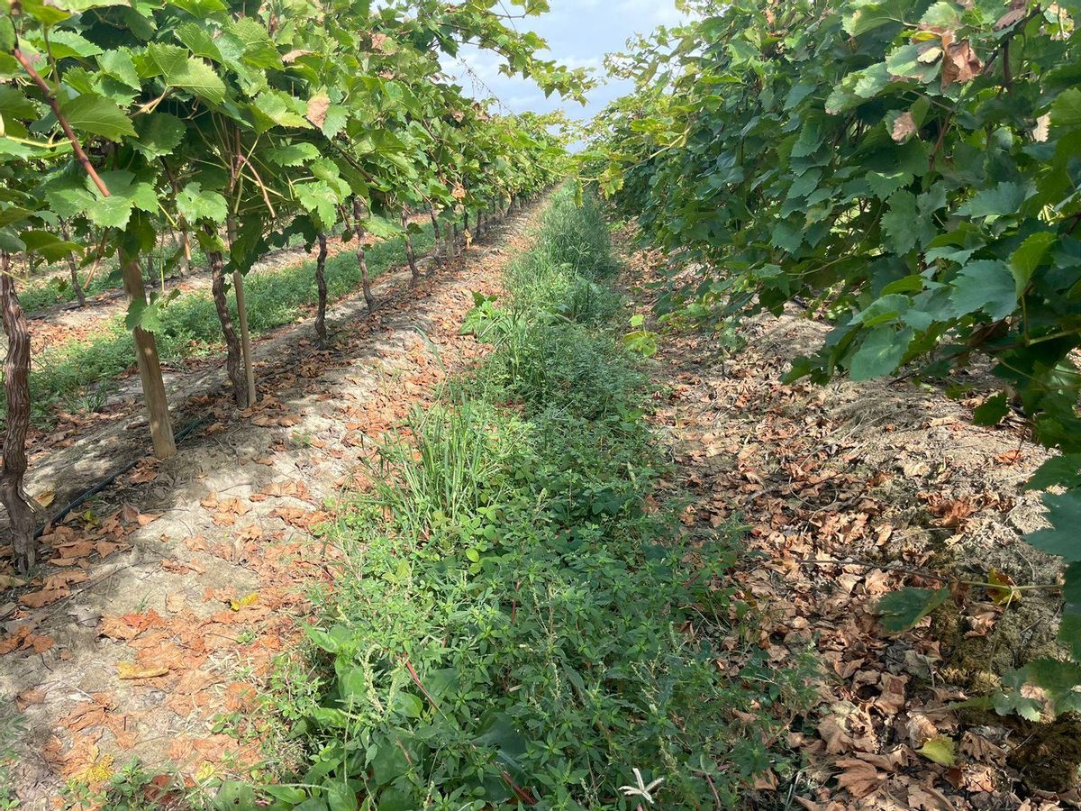 Agricultura regenerativa para eficiencia de riego