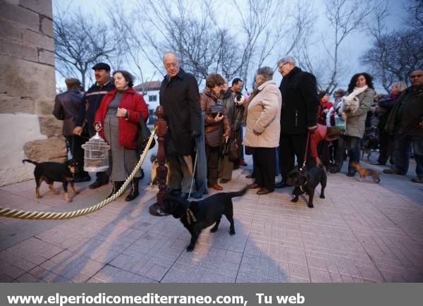GALERÍA DE FOTOS - Castellón pide a Sant Antoni por sus mascotas.