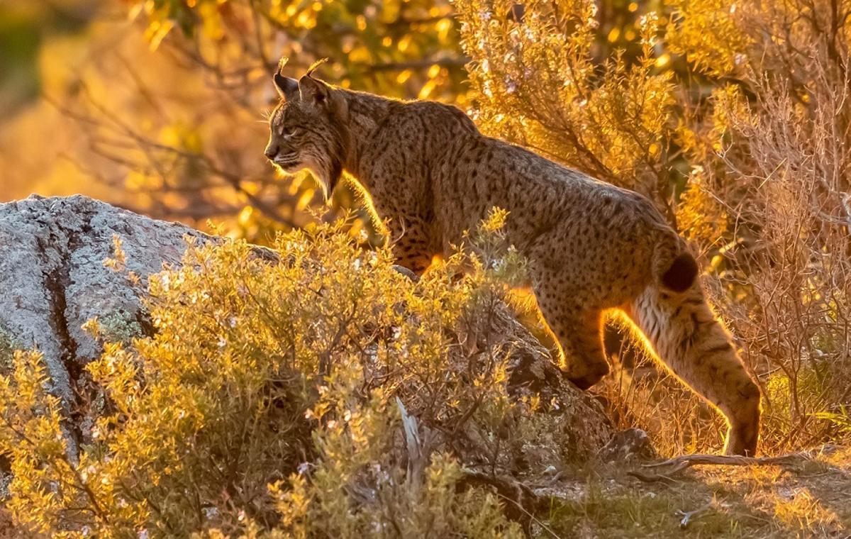 Lince ibérico