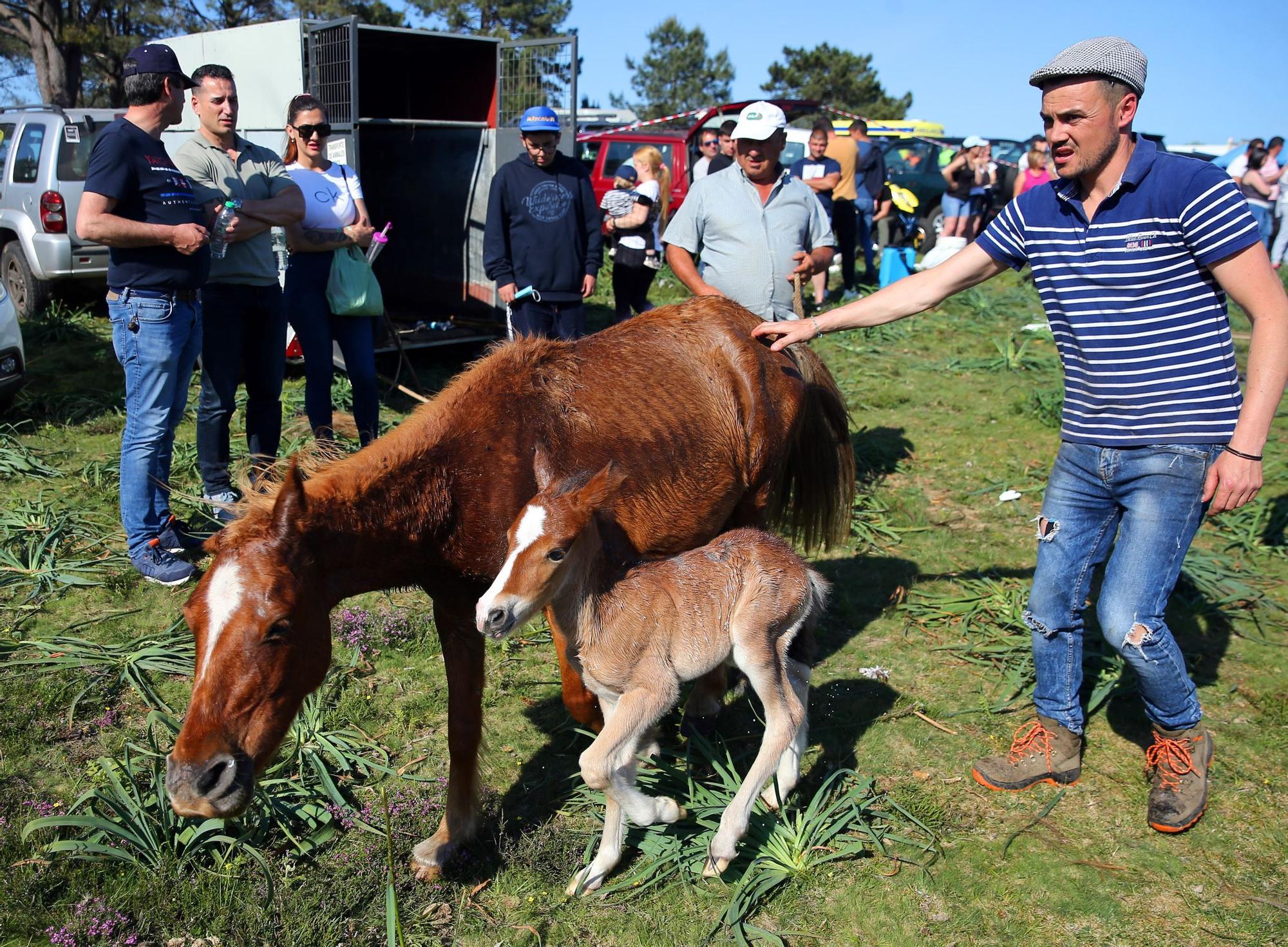 Las mejores imágenes del regreso de la 'rapa das bestas' de A Valga