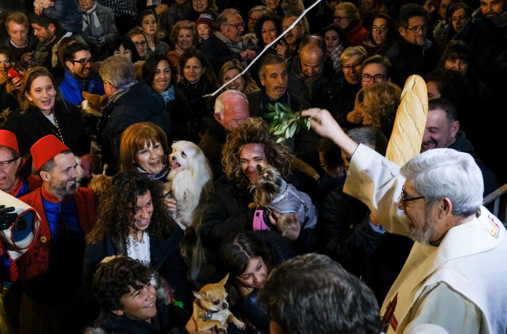 Celebración de San Antón en Elda