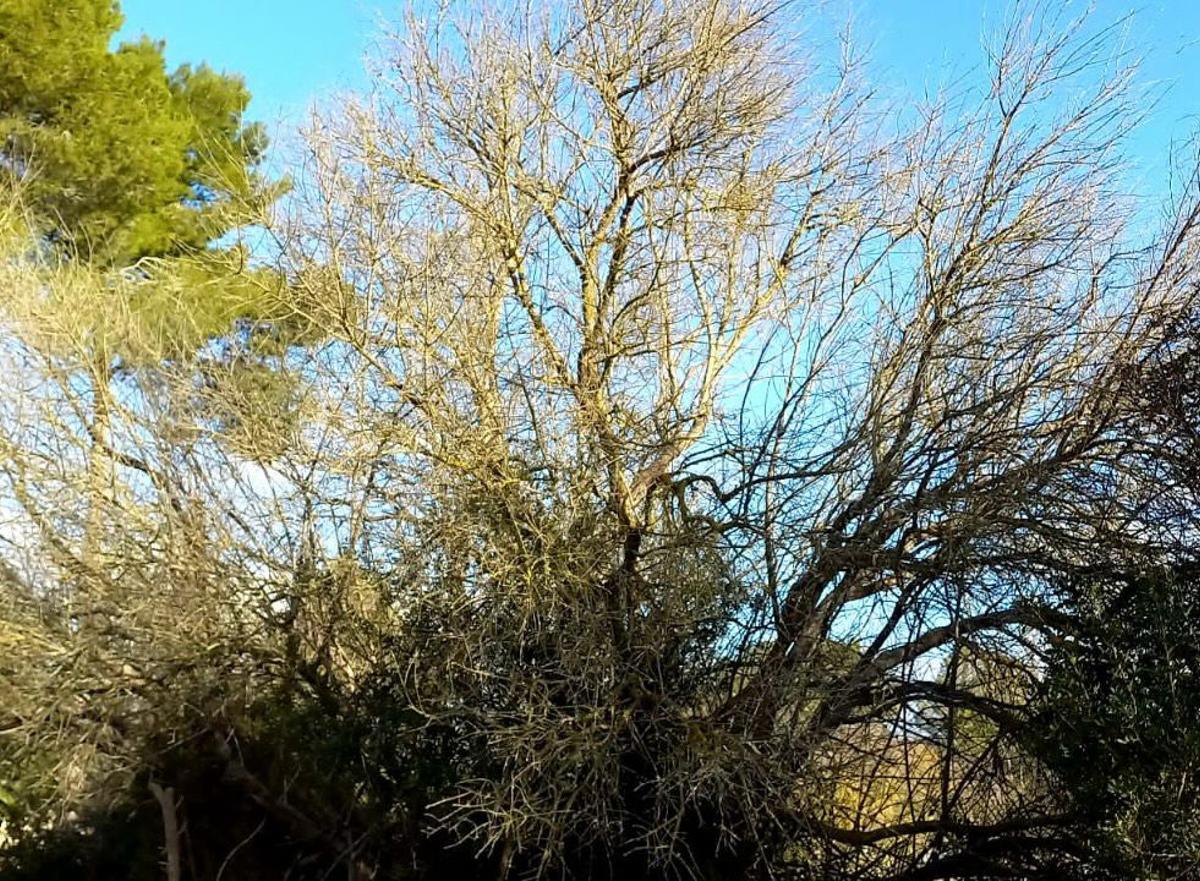 Detectan por primera vez en Mallorca la subespecie de ‘Xylella Pauca ST53’