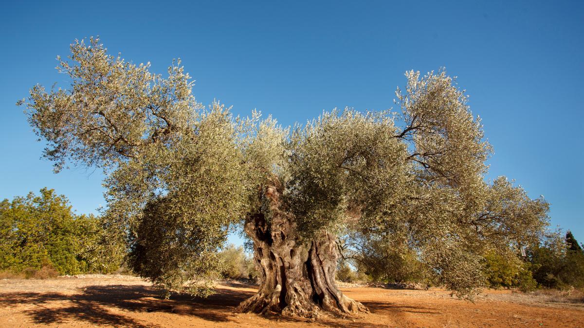 El olivo milenario se halla en el municipio de Sant Jordi, partida Mas Na Cabanes y data del siglo VIII.