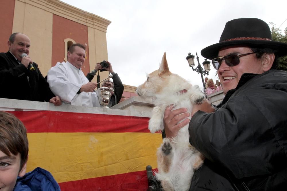 Bendición de los animales en Cartagena