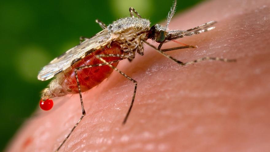 Alerta científica por un mosquito resistente a los insecticidas y que transmite malaria