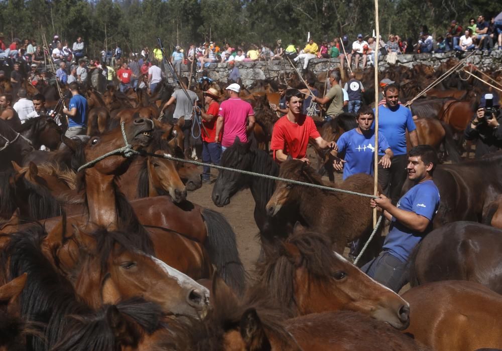 La cita confirma la recuperación de la cabaña de la Serra da Groba con 400 caballos rapados y marcados a fuego en una jornada de fiesta con cientos de espectadores