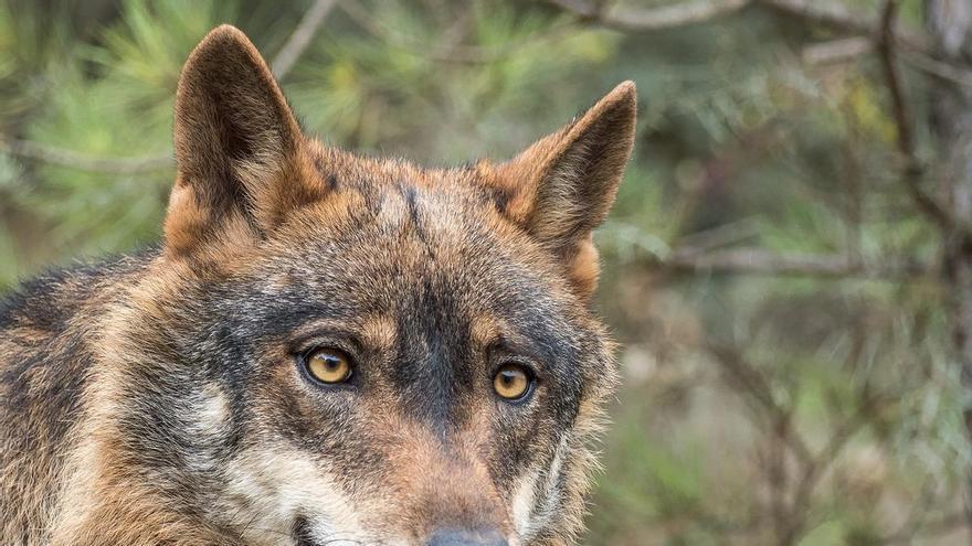 Galicia, de nuevo con las manos atadas para cazar lobos