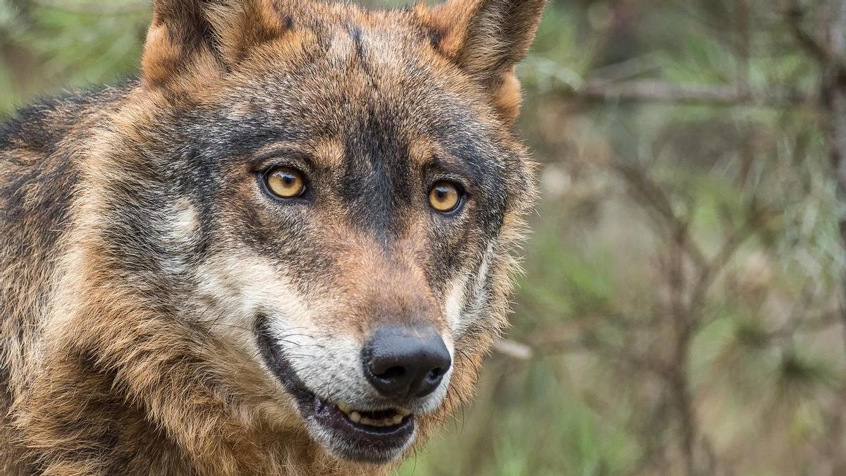 Ejemplar de lobo ibérico