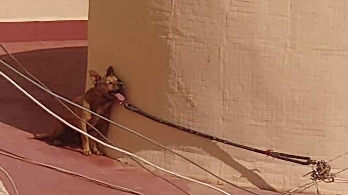 Dejan atado a un perro a una terraza durante cuatro días días hasta que  muere por un golpe de calor - El Periódico Mediterráneo