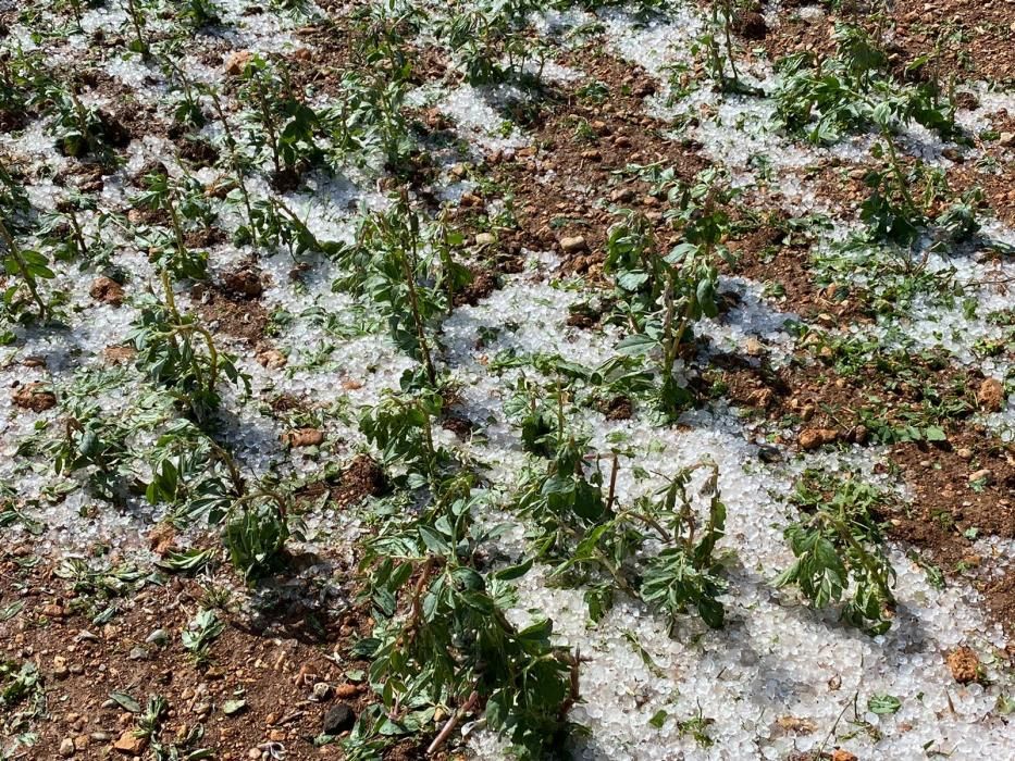 Una fuerte granizada a las 14:00 horas destroza la cosecha de patata de sa Pobla