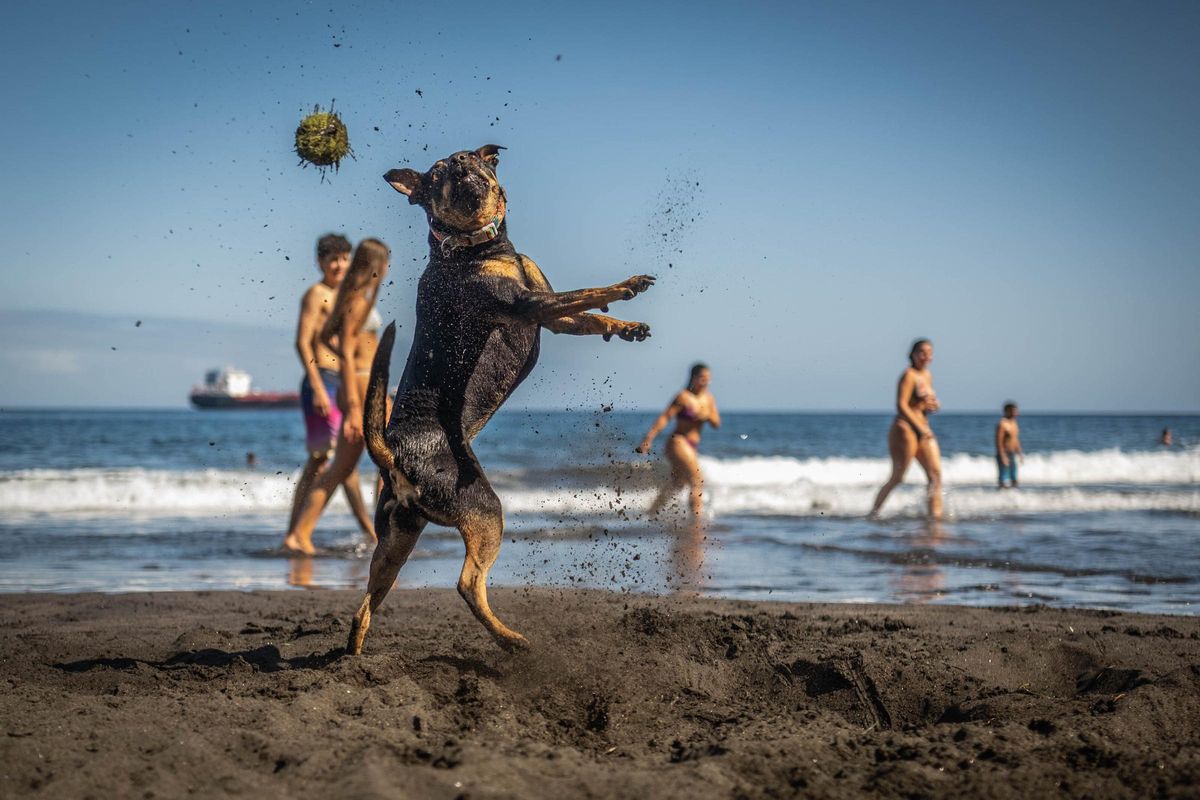 La playa de Las Gaviotas ofertará una zona para perros en el verano de 2026.