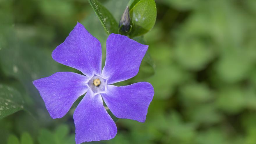 La flor encadenada