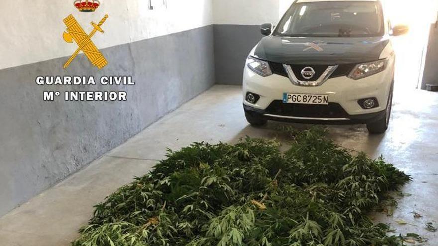 La Guardia Civil desmantela una plantación de marihuana en una casa de campo en Espiel