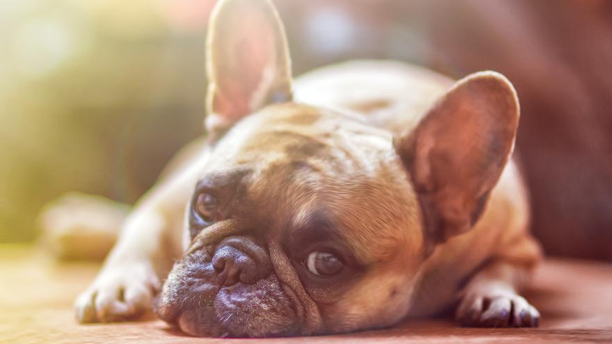 El olor del estrés humano afecta a los perros: toman decisiones pesimistas