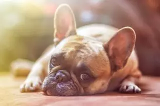 El olor del estrés humando afecta al estado anímico de los perros