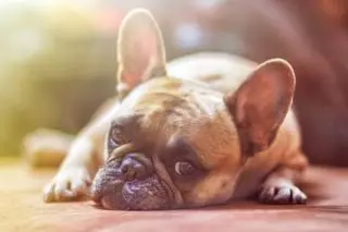 Tu perro huele si sufres estrés y le afecta seriamente