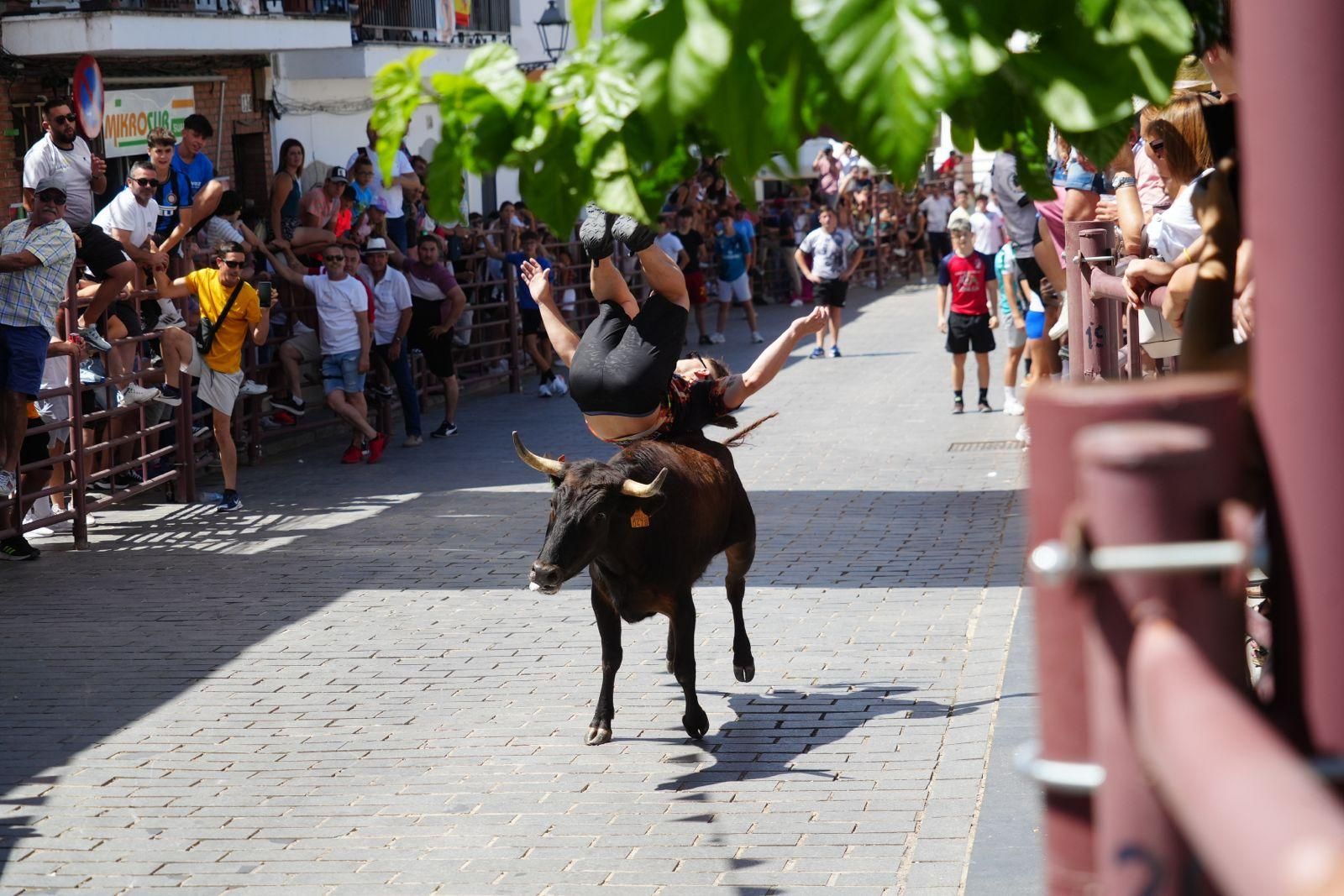 Alcaracejos vive con intensidad el inicio de sus tradicionales encierros de vaquillas