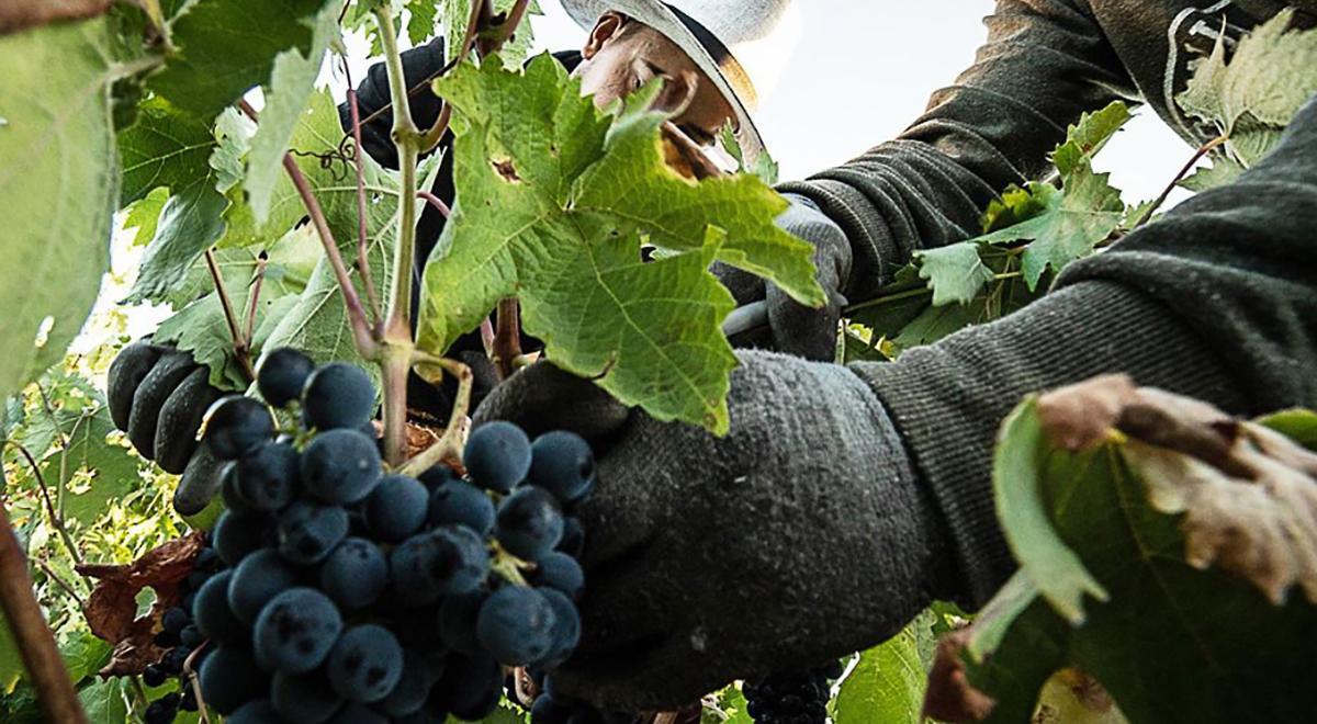 Vendimia en Toro