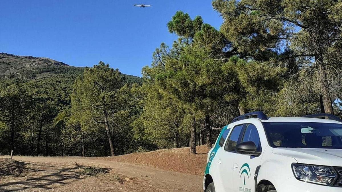 Málaga será una de las provincias en las que Andalucía llevará a cabo el tratamiento contra la procesionaria.