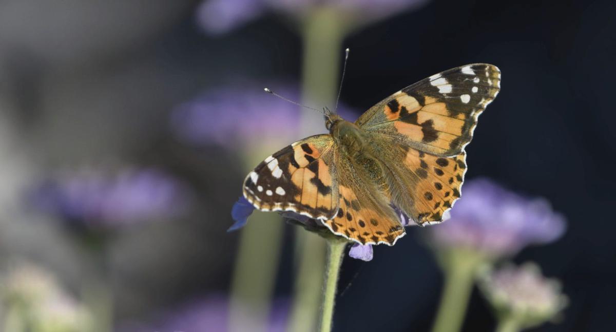 Migradora de los cardos fotografiada en sa Penya Esbarrada.