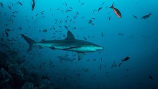 Los tiburones de Florida podrían estar comiendo fardos de cocaína arrojados al mar