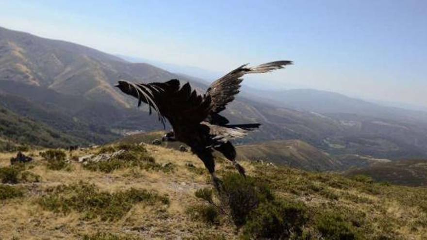 El buitre negro alza el vuelo en San Mamede, a 1.600 metros de altura.  // Brais Lorenzo