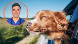 Israel Pérez, veterinario: “Dejar que tu perro mire por la ventanilla puede empeorar el mareo en el coche”