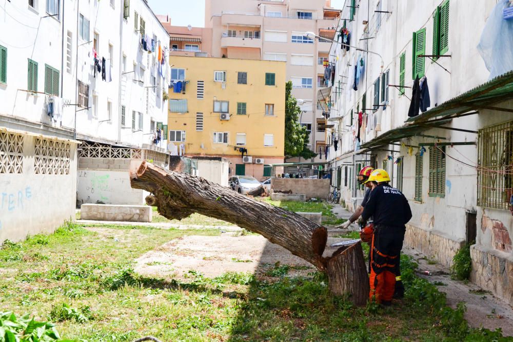Talan el último árbol en riesgo de caída en Corea