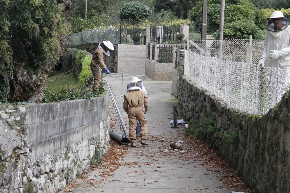 Retiran un nido de avispa asiática en la Finca de