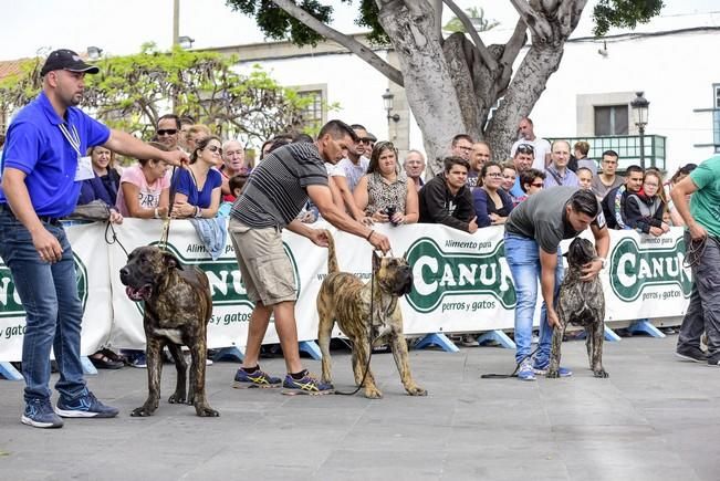 Celebración del I Certamen Nacional de perro ...