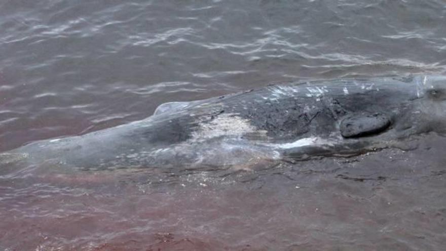 Los efectos del plástico en el ecosistema marino