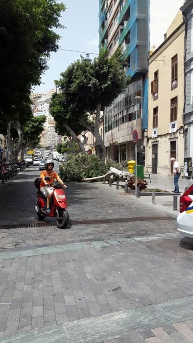 Caída de un árbol en San Bernardo