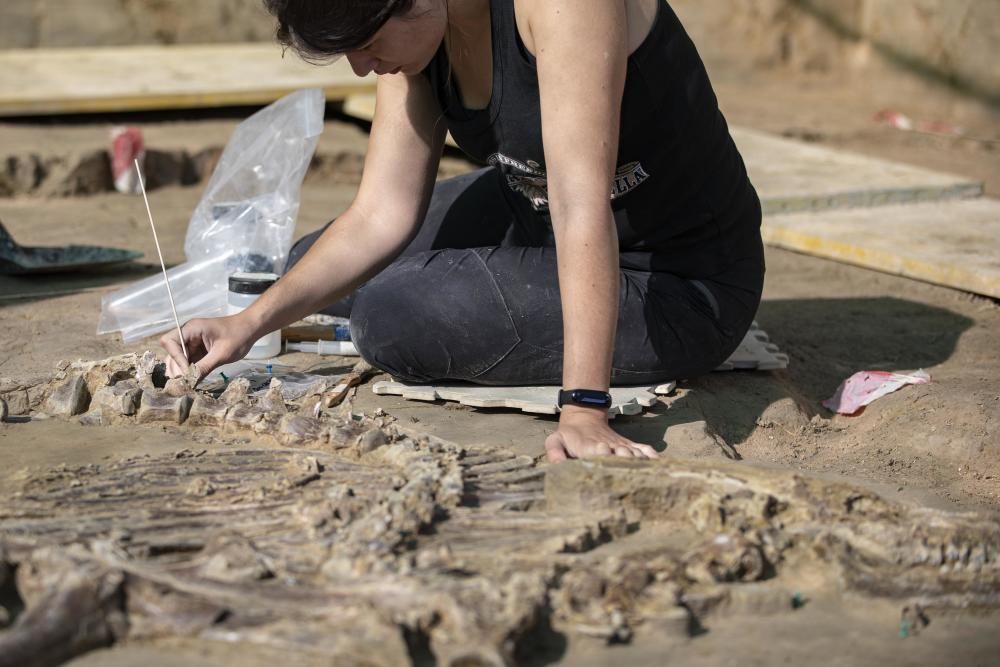 Troben l'esquelet d'un bòvid de fa 3 milions d'anys al Camp dels Ninots de Caldes
