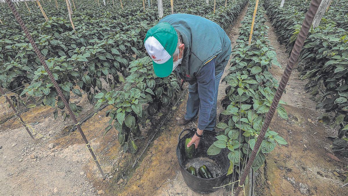 Un agricultor recoge pimientos en un invernadero, donde la presión del agua es clave para el riego por goteo.