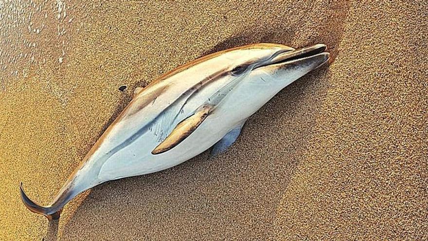 Troben un dofí de metre i mig mort surant al mar a la platja de s&#039;Abanell de Blanes