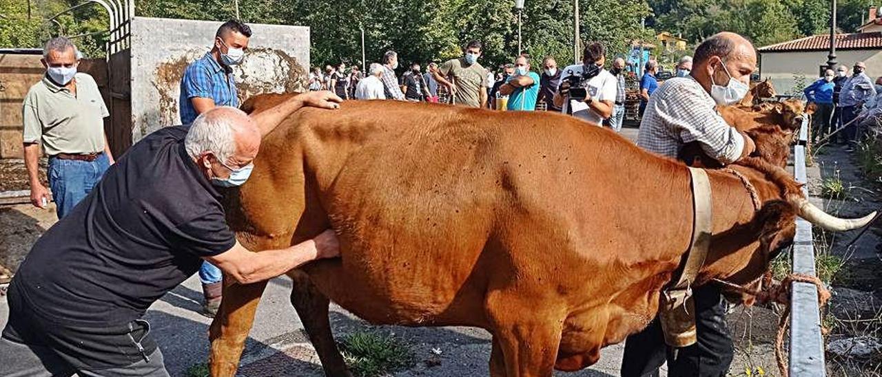 Tomás Fano toca a la vaca preñada de Manuel Ángel Alonso.