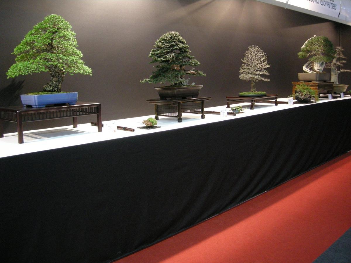 Algunos de los bonsáis galardonados a nivel nacional e internacional que se verán en Alicante