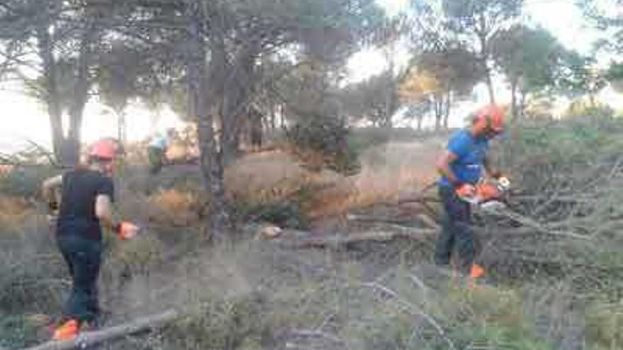 Trabajos de limpieza forestal en un pinar.