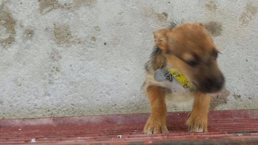 Un cachorro en el centro de Zoonosis de Murcia.