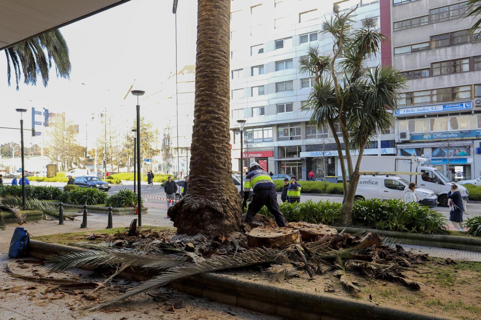 El Corte Inglés de A Coruña tala sus palmeras por el picudo rojo