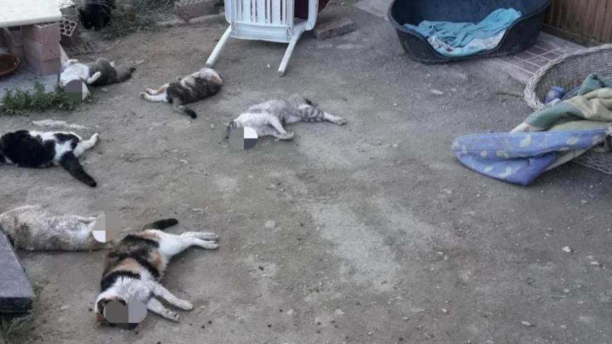 Seis de los nueve gatos que han matado a golpes en San Vicente.